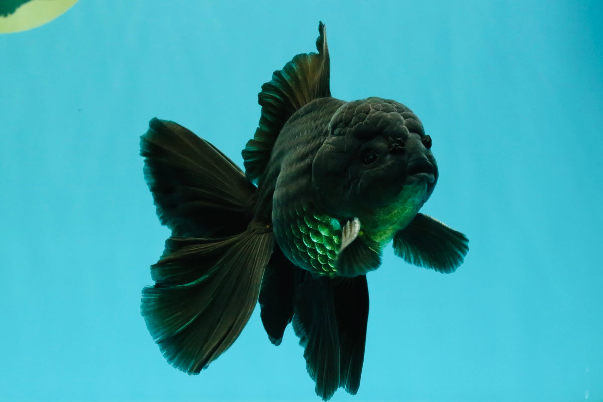 A Grade Black Oranda Male 5.5-6 inches #102326OR_11