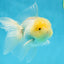 A Grade White Oranda Male 5 inches #060625OR_22