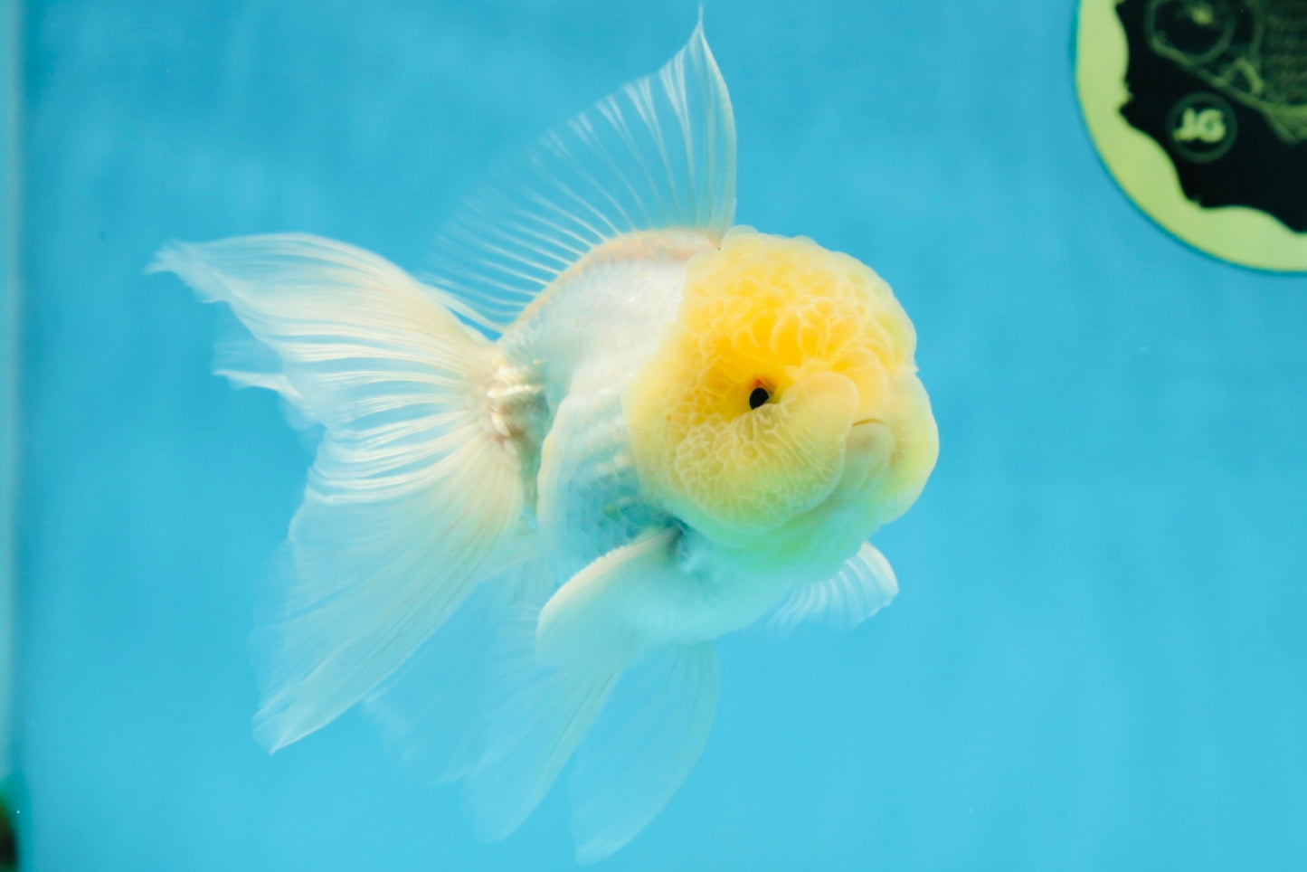 A Grade White Oranda Male 5 inches #060625OR_22