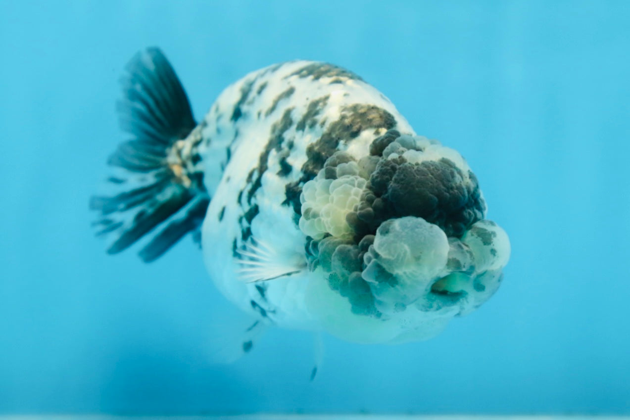 AAA Grade UNIQUE White Tiger LionQueen 4.5-5 inches #090525LC_03