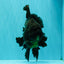 AAA Grade Super Godzilla Black Oranda Male 6.5-7 inches #061926OR_01