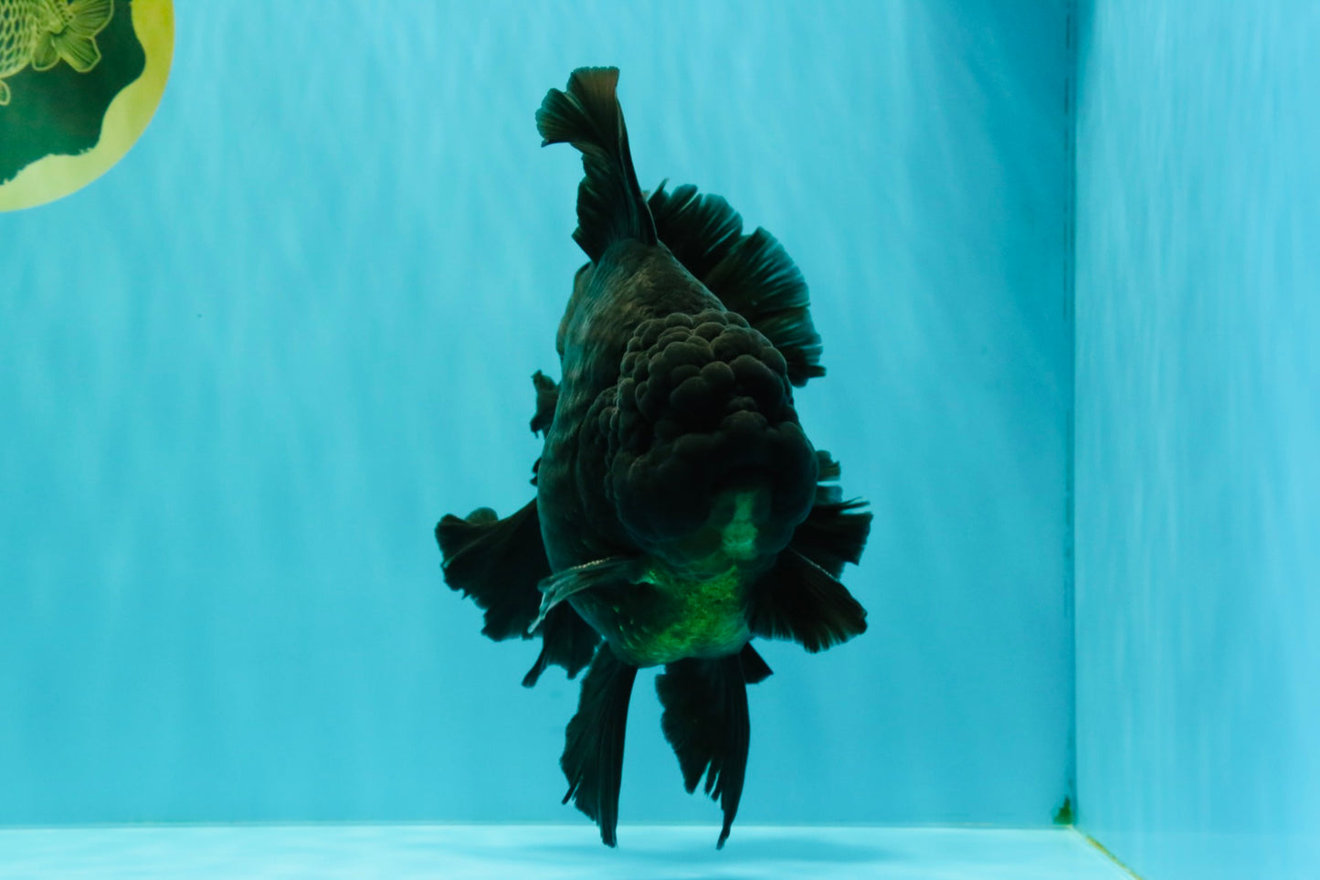 AAA Grade Super Godzilla Black Oranda Male 6.5-7 inches #061926OR_01