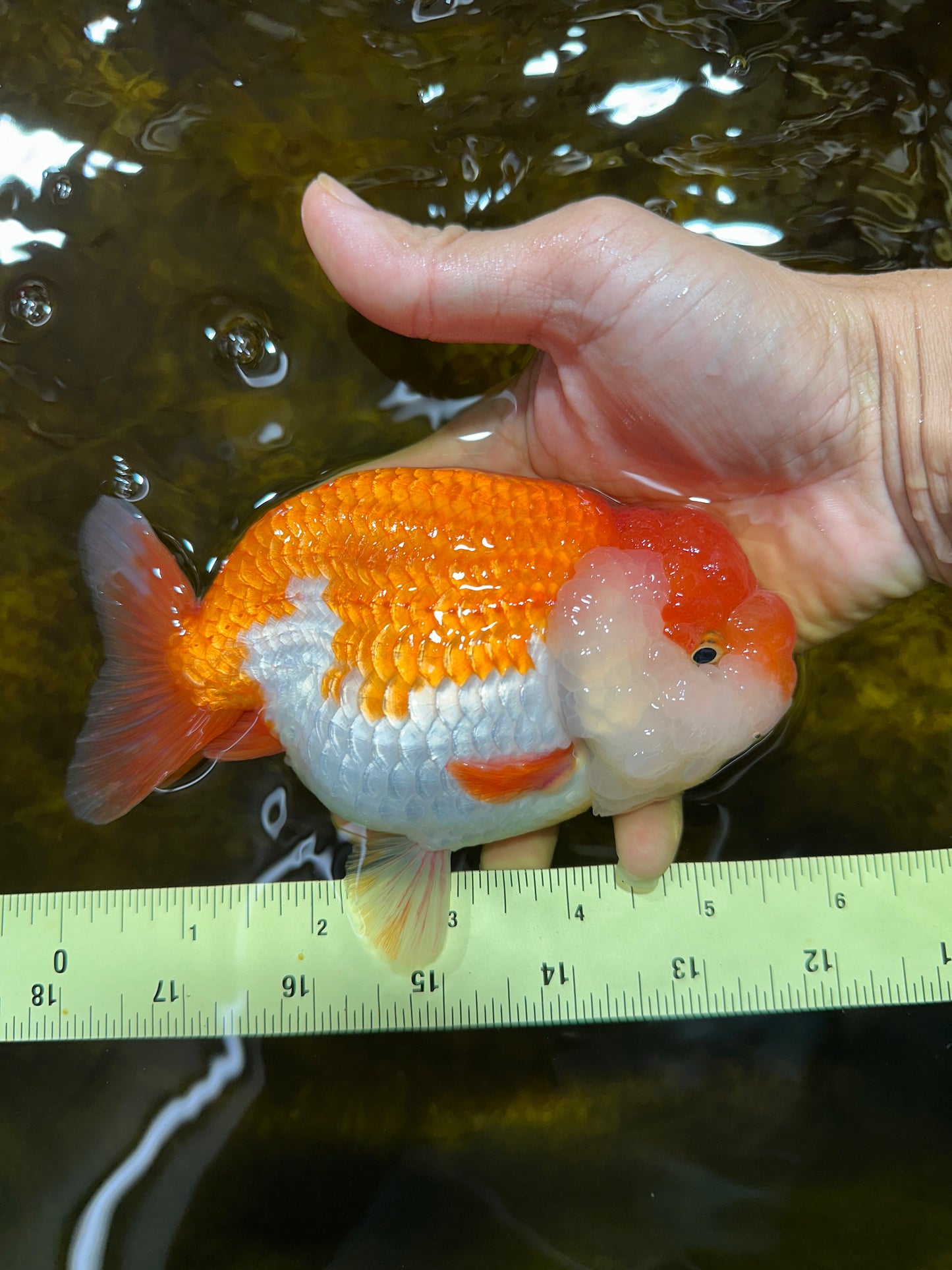 A Grade FLUFFY WEN Red White LionQueen 5.5 inches #091925LC_25