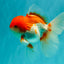 A Grade Red White Oranda Male 5.5 inches #102326OR_17