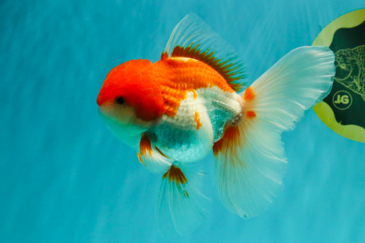 A Grade Red White Oranda Male 5.5 inches #102326OR_17