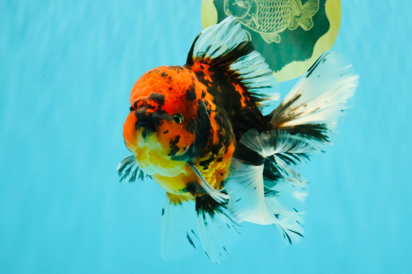 A Grade Tiger Oranda Male 6-6.5 inches #072426OR_20