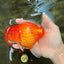 A Grade Red White Oranda Female 5.5-6 inches #101626OR_14