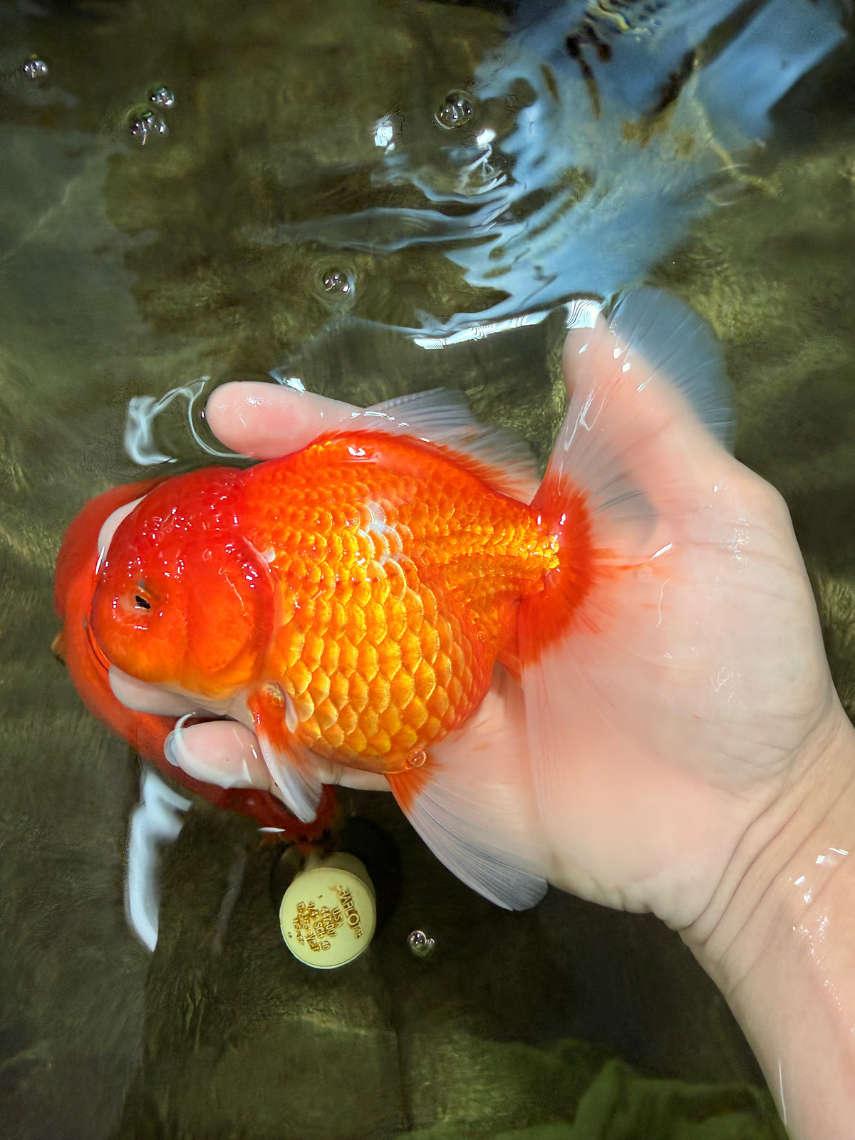 A Grade Red White Oranda Female 5.5-6 inches #101626OR_14