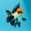 A Grade Cherry Head Tricolor Oranda Female 4.5-5 inches #0614OR_22