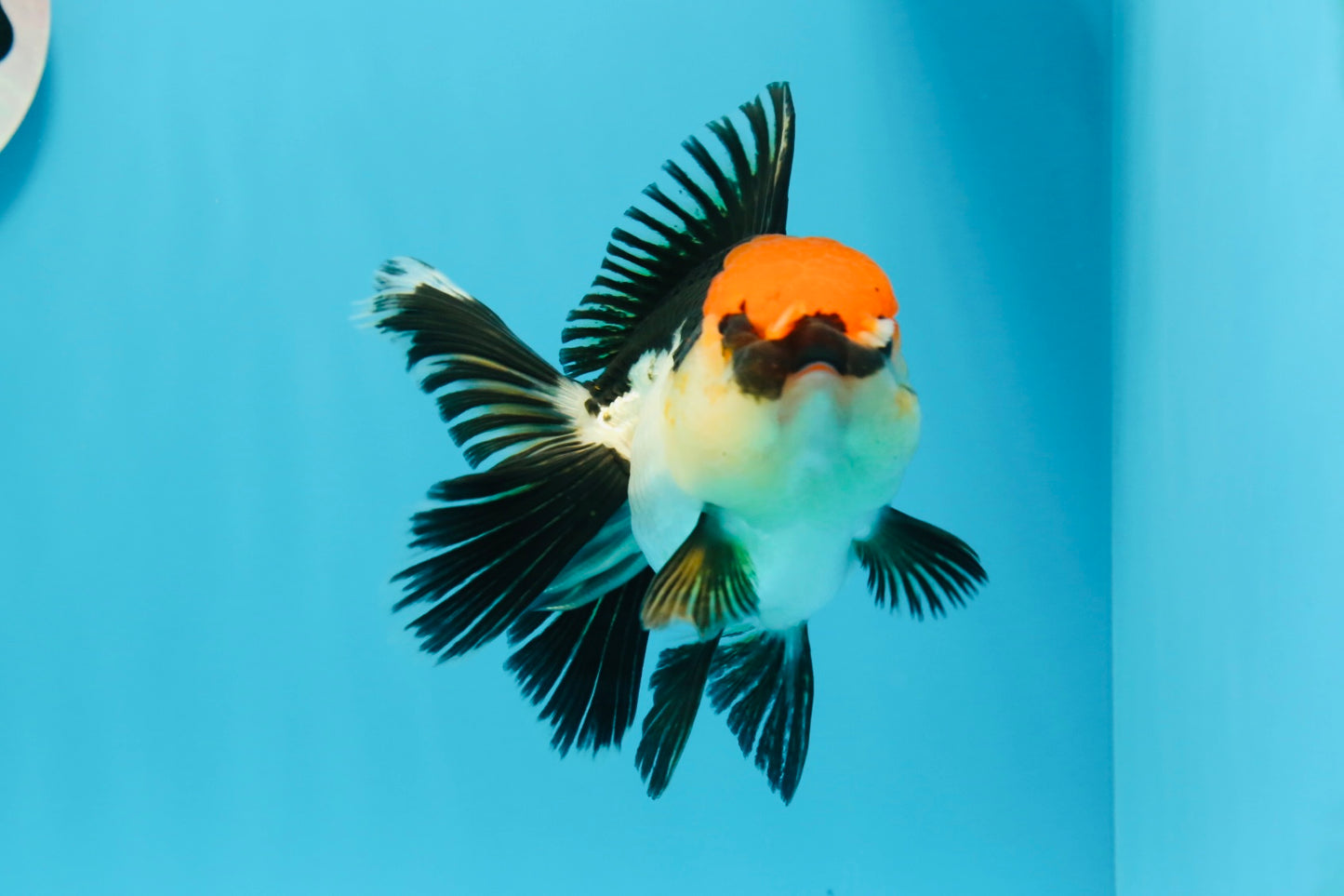 A Grade Cherry Head Tricolor Oranda Female 4.5-5 inches #0614OR_22