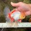 A Grade Lipstick Red White Oranda Male 5.5-6 inches #100926OR_14