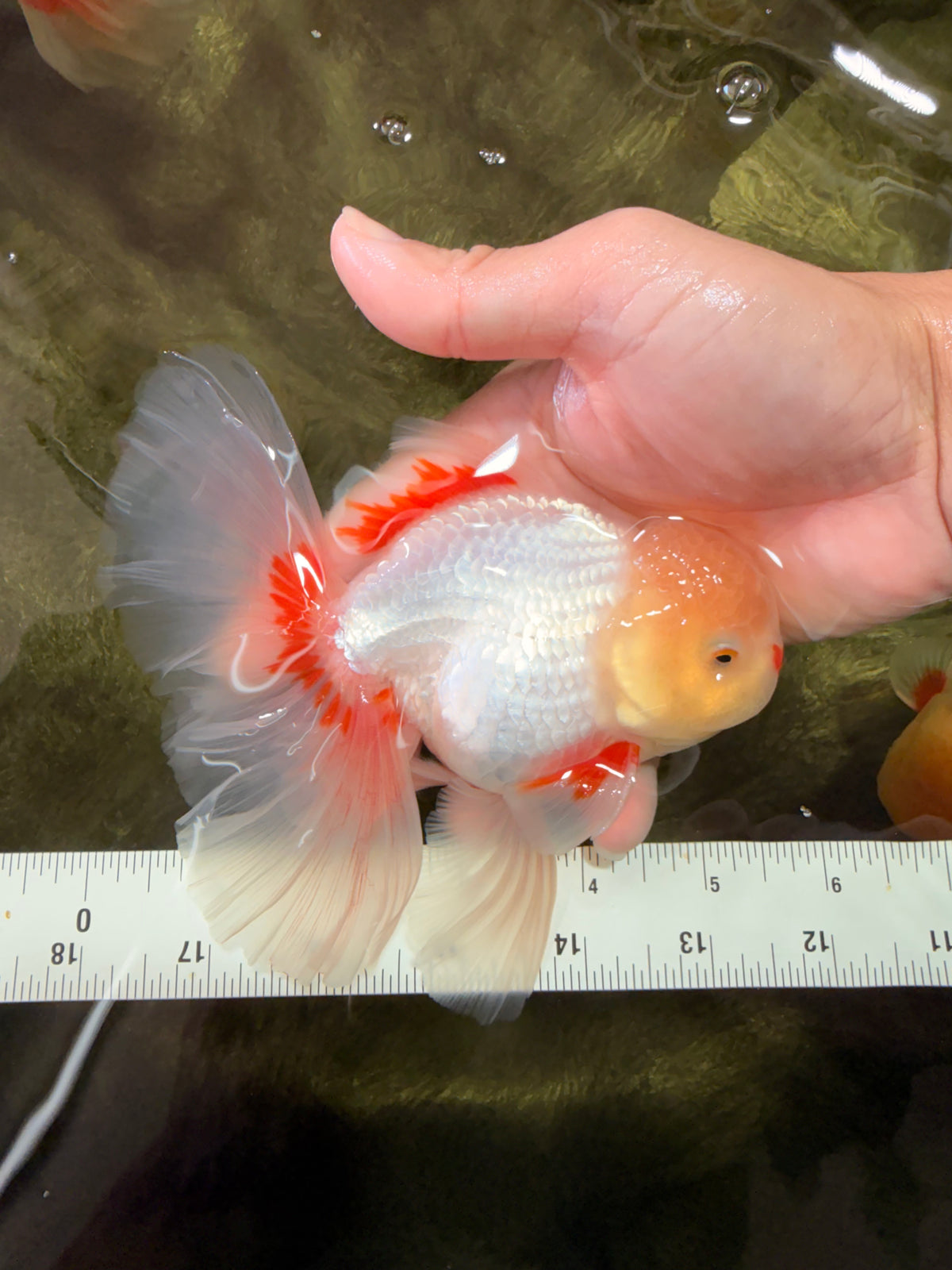 A Grade Lipstick Red White Oranda Male 5.5-6 inches #100926OR_14