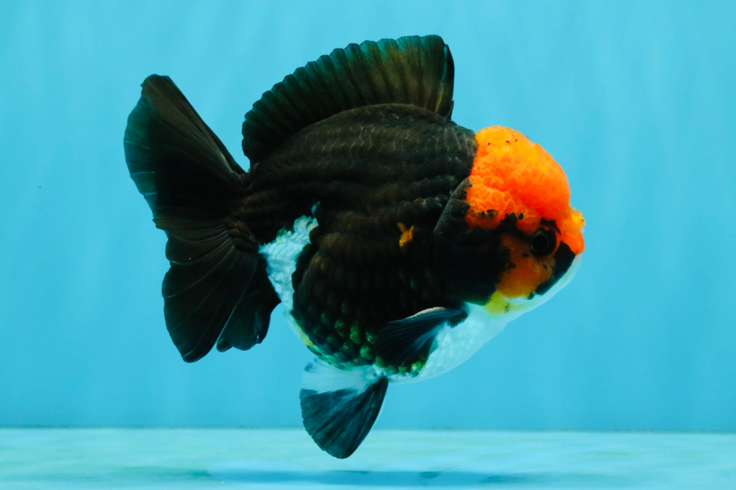 Pompom Tricolor Yuanbao Male 4.5 inches #040326YB_03