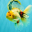 A Grade Marble Oranda Male 6.5 inches #080726OR_21