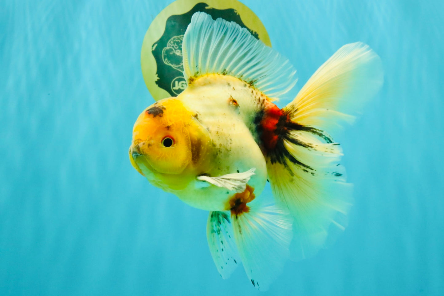 A Grade Marble Oranda Male 6.5 inches #080726OR_21