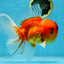 A Grade Sakura Oranda Male 6-6.5 inches #121925OR_11
