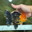 AAA Grade Red Head Apache Oranda Male 5-5.5 inches #112924OR_20