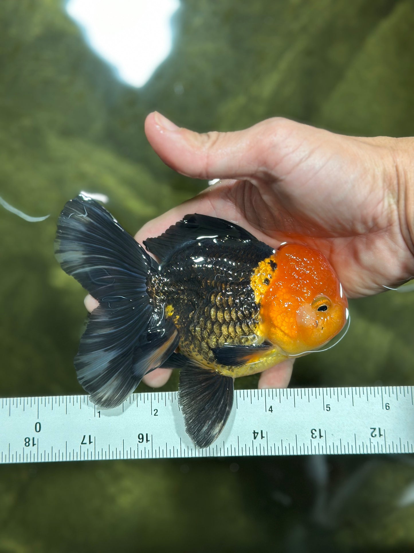 AAA Grade Red Head Apache Oranda Male 5-5.5 inches #112924OR_20