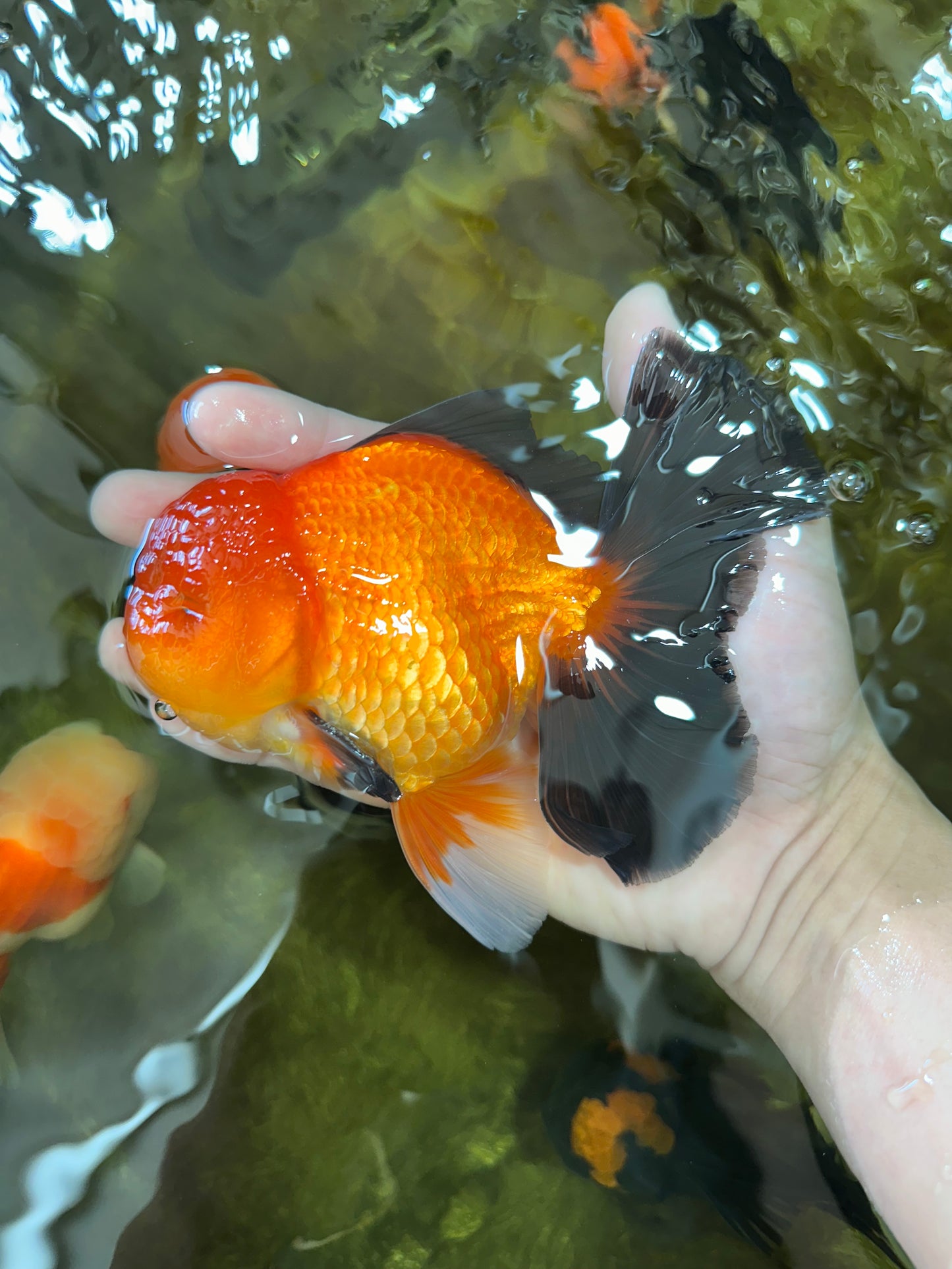 AAA Grade Godzilla Apache Oranda Male 5.5 inches #052325OR_01