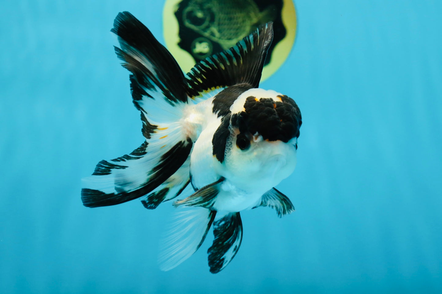 A Grade Panda Oranda Male 4.5 inches #010325OR_08