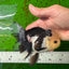 AAA Grade Panda Button Eyes Oranda Female 4.5-5 inches #0927OR_29