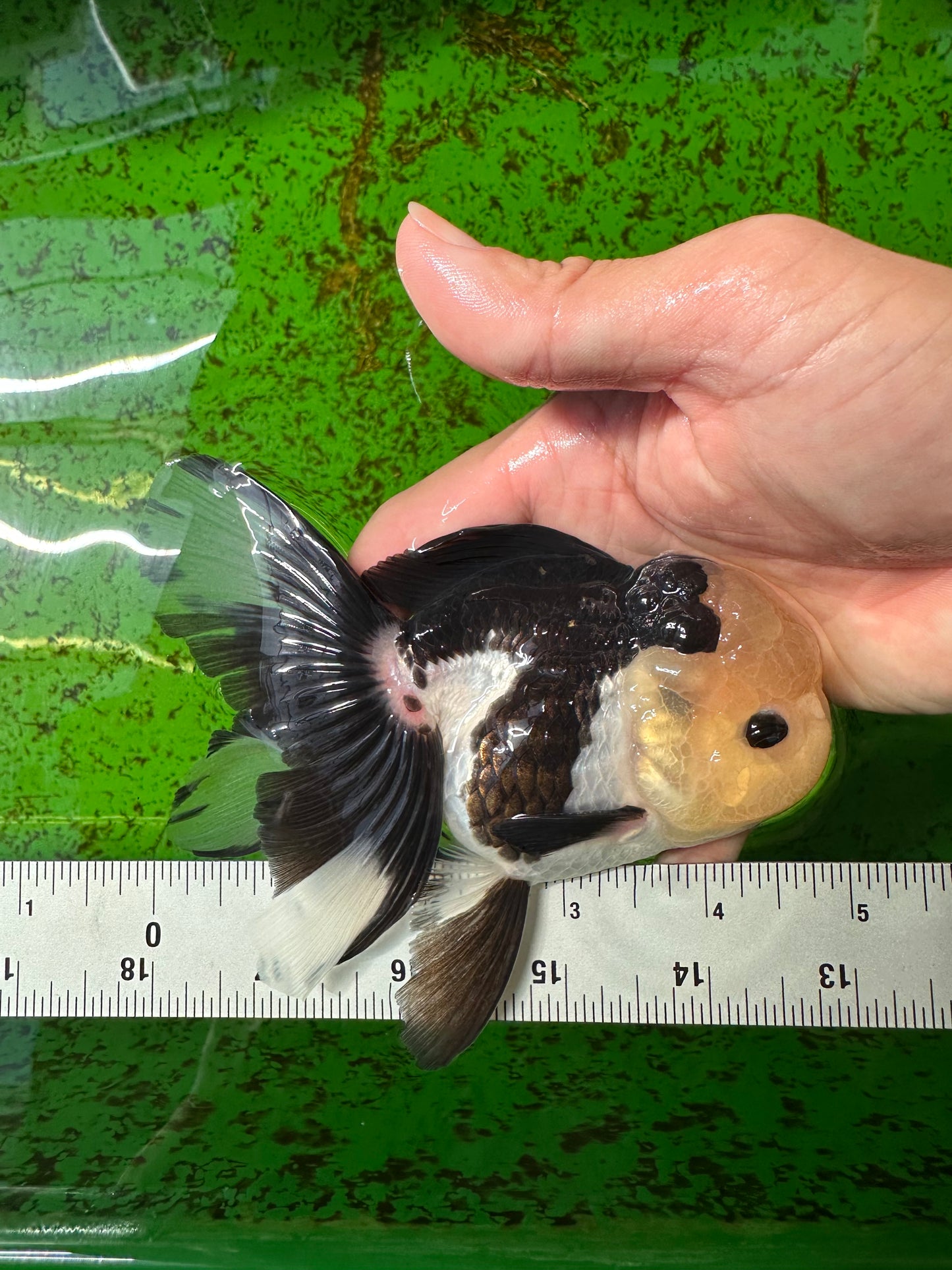 AAA Grade Panda Button Eyes Oranda Female 4.5-5 inches #0927OR_29