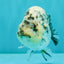 A Grade Tiger Ranchu Male 4.5-5 inches #081426RC_23