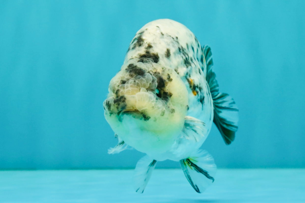 A Grade Tiger Ranchu Male 4.5-5 inches #081426RC_23