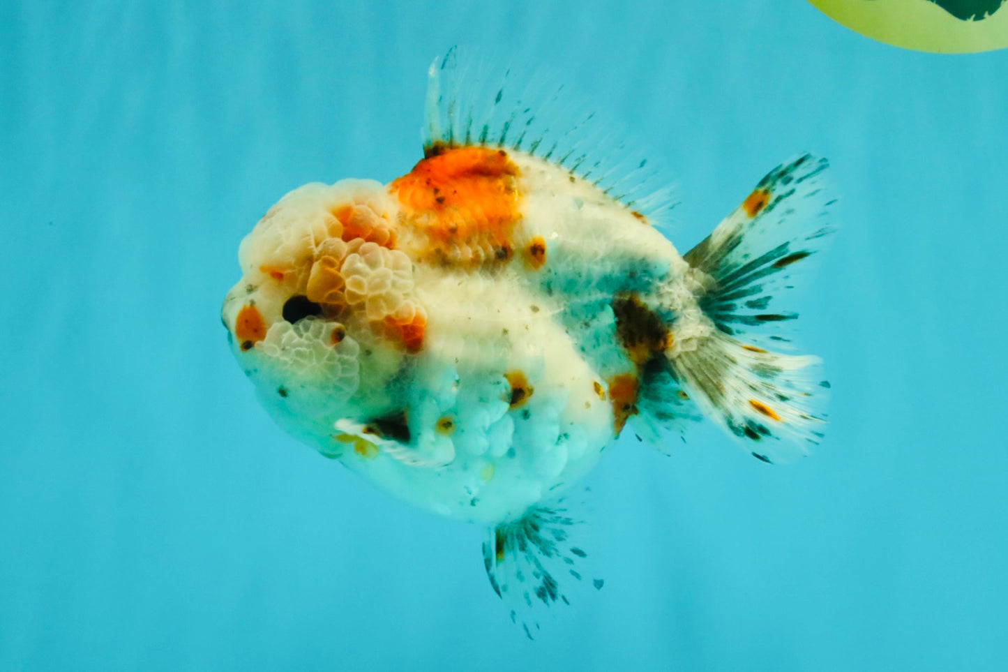 A Grade Calico Yuanbao Male 5-5.5 inches #032026YB_17