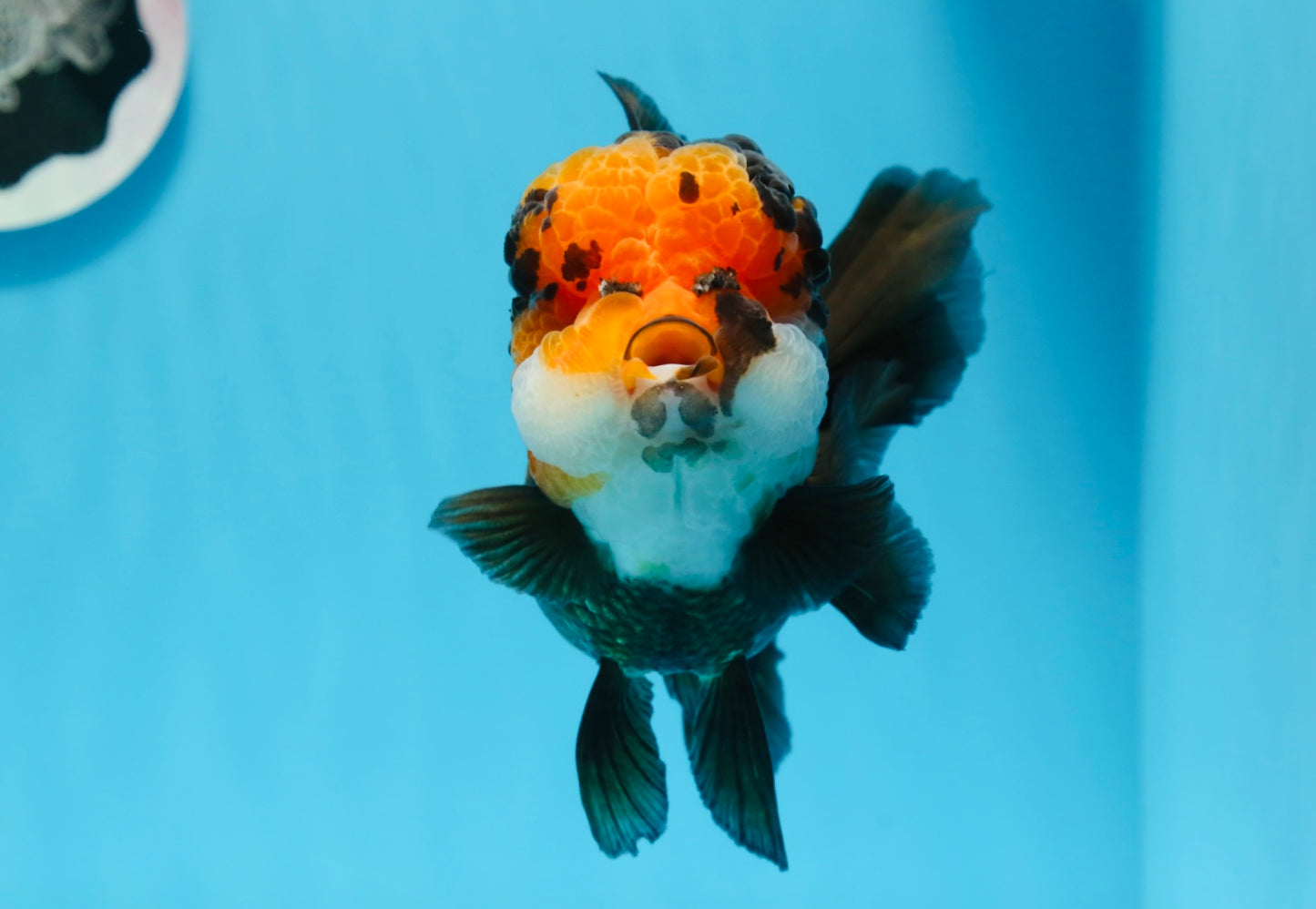 AAA Grade Bull Dog Lava Head  Oranda Female 5.5 inches #0719OR_07