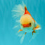 FLUFFY TAIL A Grade Jade Head Red White Oranda Male 5.5-6 inches #090426OR_13