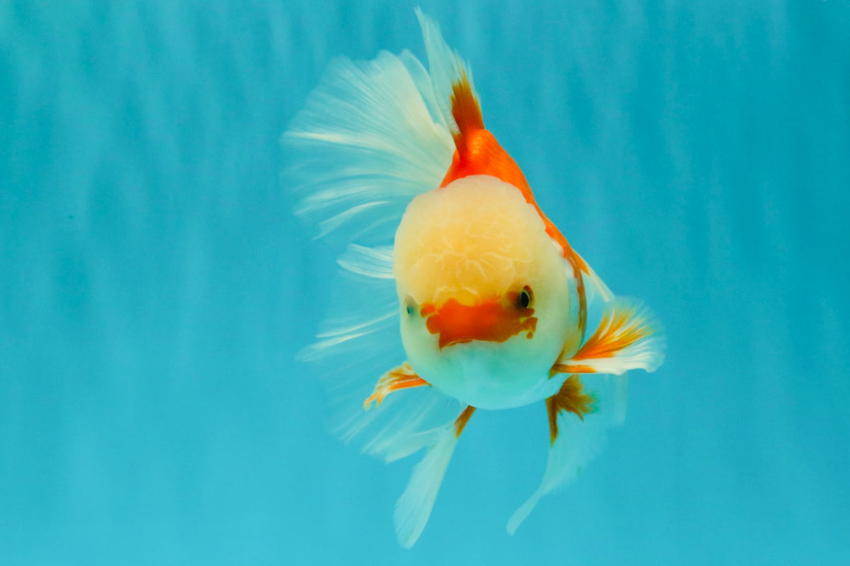 FLUFFY TAIL A Grade Jade Head Red White Oranda Male 5.5-6 inches #090426OR_13