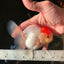 A Grade Pom-poms Tancho Oranda Female 5 inches #102524OR_12