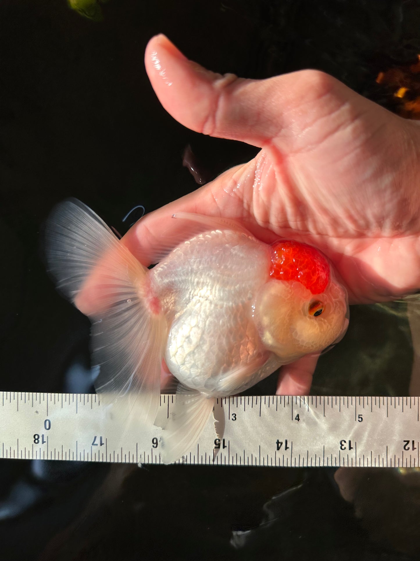 A Grade Pom-poms Tancho Oranda Female 5 inches #102524OR_12