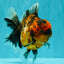 AAA Grade Tiger Oranda Male 6-6.5  inches #071026OR_36