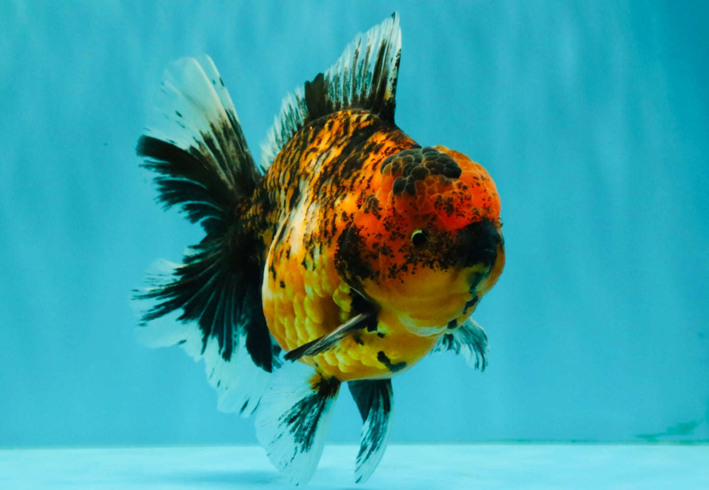 AAA Grade Tiger Oranda Male 6-6.5  inches #071026OR_36