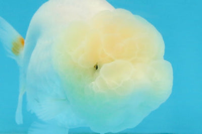 SNOW WHITE A Grade White LionQueen 3.5-4 inches #112825LC_05