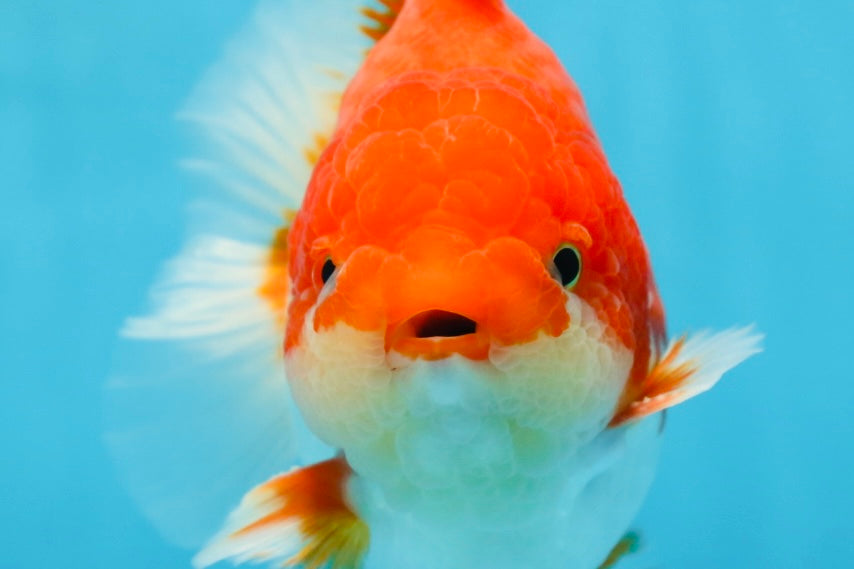 AAA Grade Red White Yuanbao Male 5-5.5 inches #081525YB_05