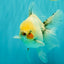 A Grade Marble Oranda Male 5.5-6 inches #062626OR_31