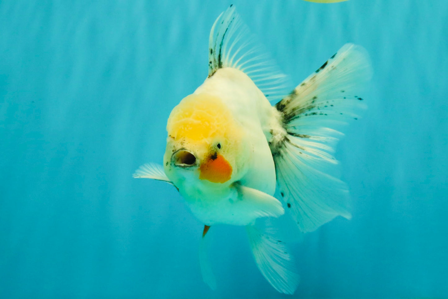 A Grade Marble Oranda Male 5.5-6 inches #062626OR_31