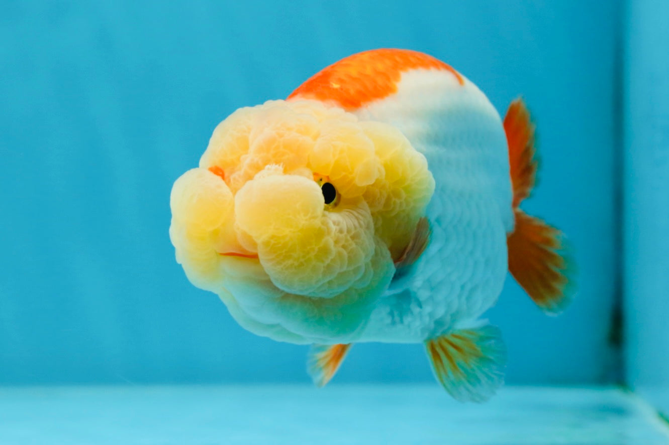 THE CUTEST WEN EVER A Grade Red White LionQueen 4.5 inches #042525LC_13