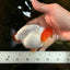 A Grade Chinese Red Head Ranchu Female 4.5 inches #101725RC_13