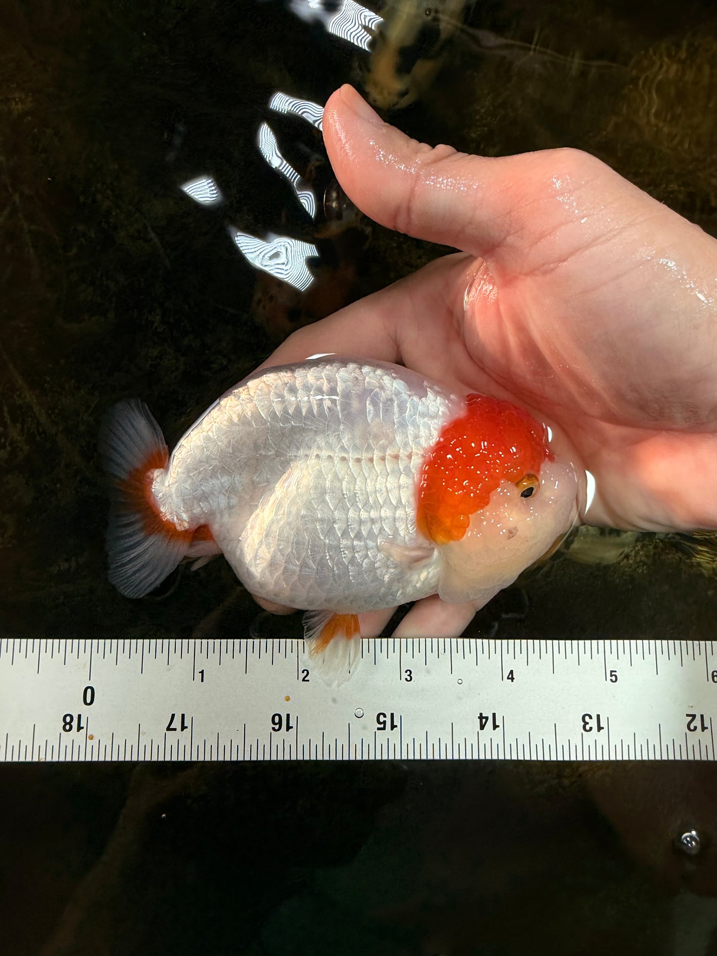 A Grade Chinese Red Head Ranchu Female 4.5 inches #101725RC_13