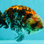 A Grade Calico Ranchu Male 5.5-6 inches #101626RC_25