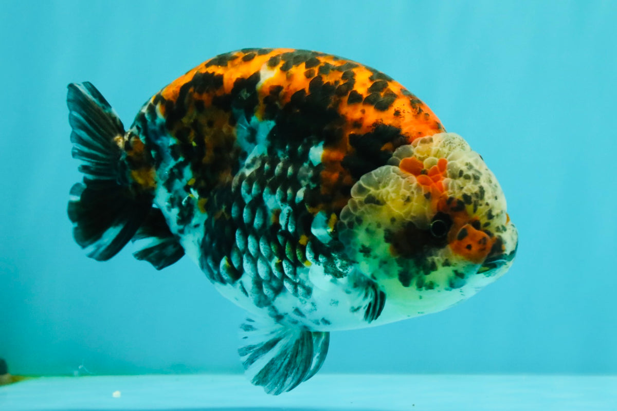 A Grade Calico Ranchu Male 5.5-6 inches #101626RC_25