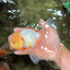 CHICKIE A Grade Red White Oranda Male 6 inches #090426OR_12