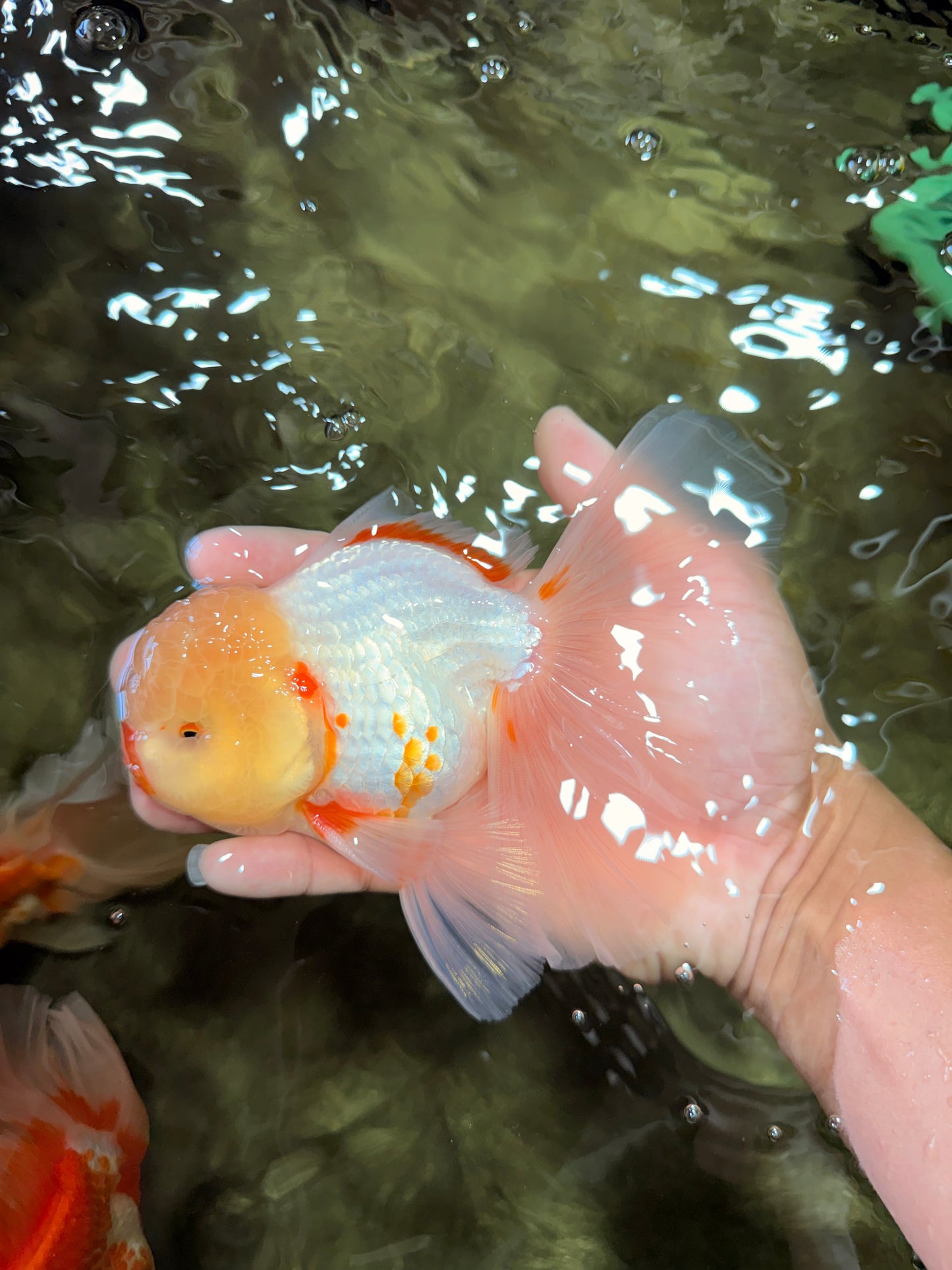 CHICKIE A Grade Red White Oranda Male 6 inches #090426OR_12