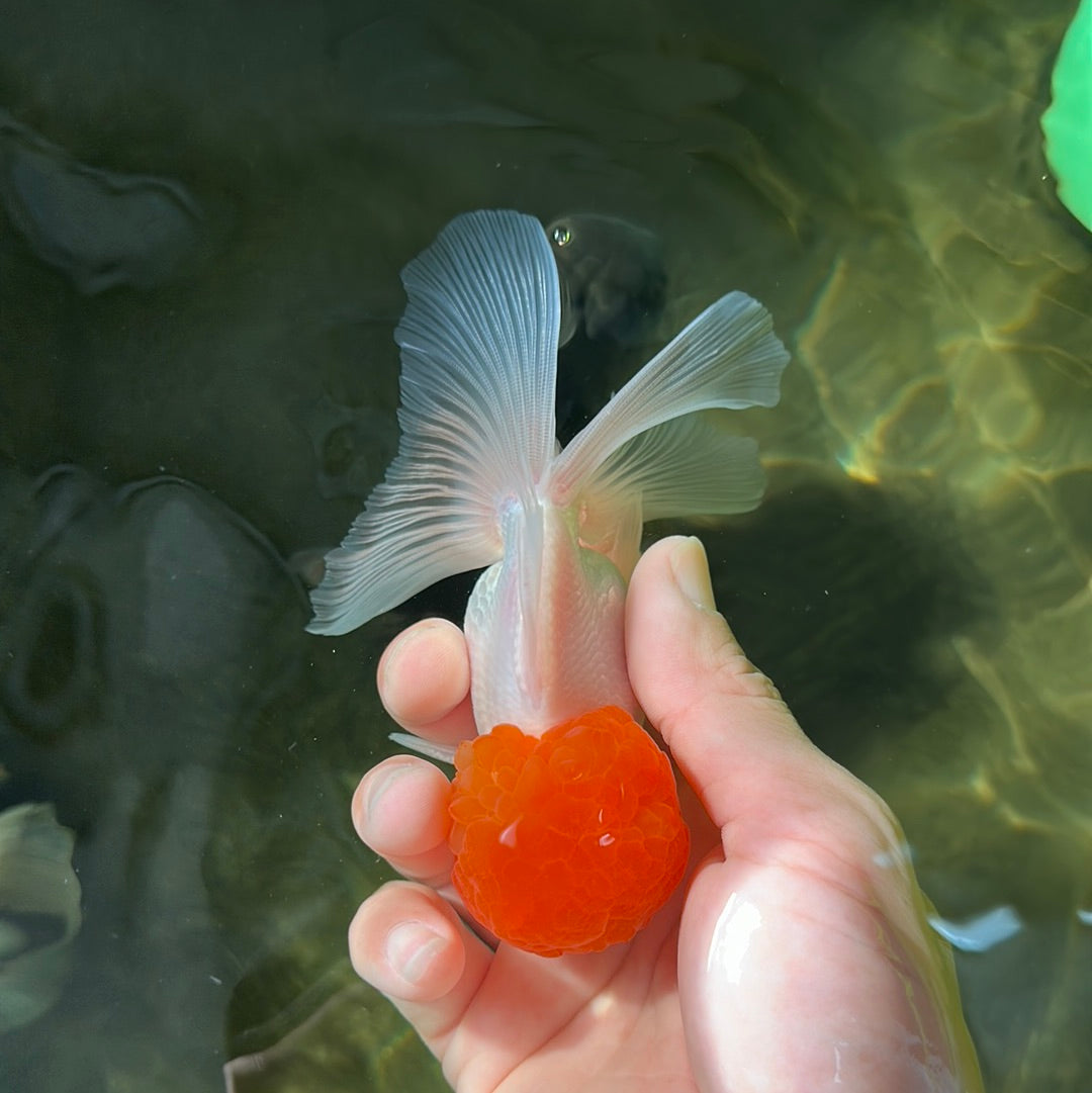 A Grade Tomato Head Oranda Male 4-4.5 inches #0915OR_11