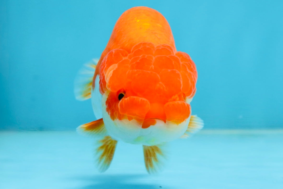 CHUBBY AAA Grade Red White LionQueen 4-4.5 inches #102425LC_13