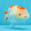 CHUBBY AAA Grade Kohaku Red White LionQueen 4.5-5 inches #032726LC_18